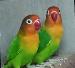 love birds/love bird/lovebirds/lovebird/Green fisher
