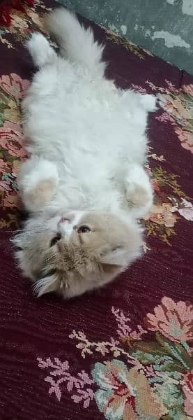 Male persian cat 2