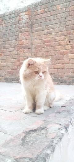 Male persian cat