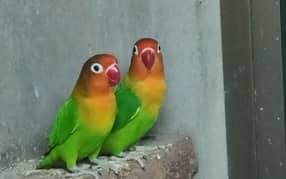 love birds/love bird/lovebirds/lovebird/Green fisher