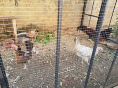4 hens available for sale.