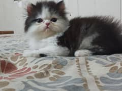 Extreme Punch, Tripple Coated Fur Ball Male Kitten Available. . . .