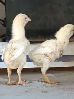 white aseel heera chicks