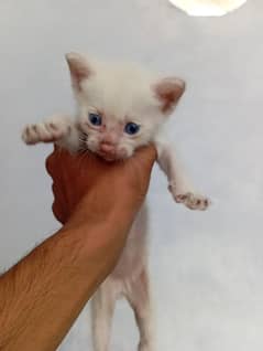 Persian white kitten rare blue eyes