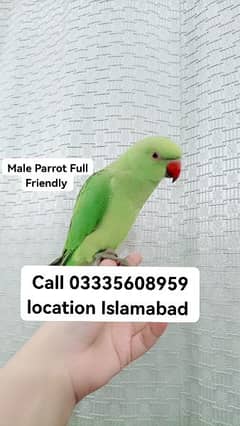 Fixed Final 6000 Hand Tamed Green Ring Neck Male Parrot