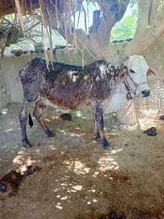 only cow for sale, Eid ul Adha 0