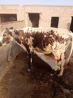 Cow for Qurbani