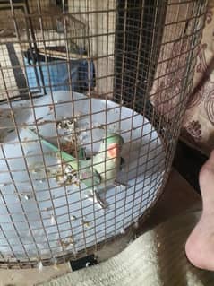 Row parrot for sale
