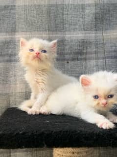 Punch face persian kittens