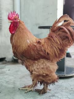 ayam cemiai chicks available and golden buff trio pack available