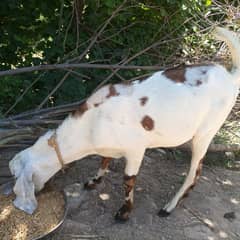 Male Goat for Qurbani (Donda)