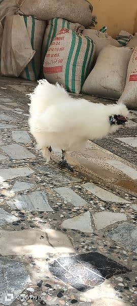 White silkies 2 male for sale 13