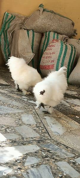 White silkies 2 male for sale 14