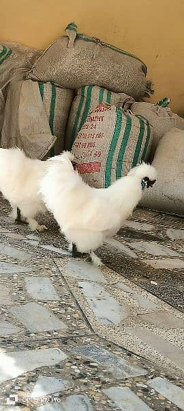 White silkies 2 male for sale 15