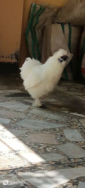 White silkies 2 male for sale 17