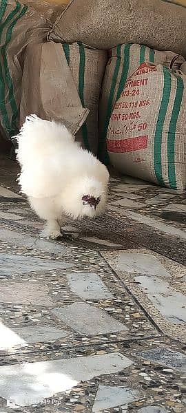 White silkies 2 male for sale 18