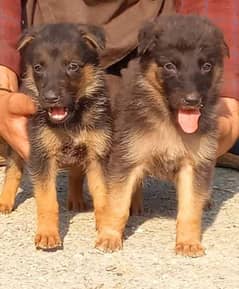 German Shepherd double code pair for sale age 2 months
