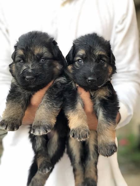 German shepherd puppies long court available for sale 3
