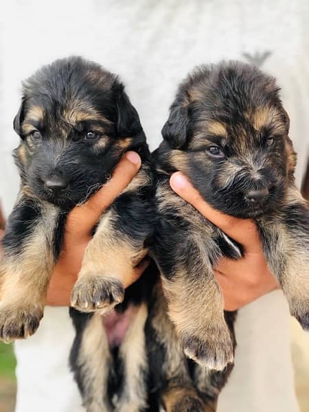 German shepherd puppies long court available for sale 4