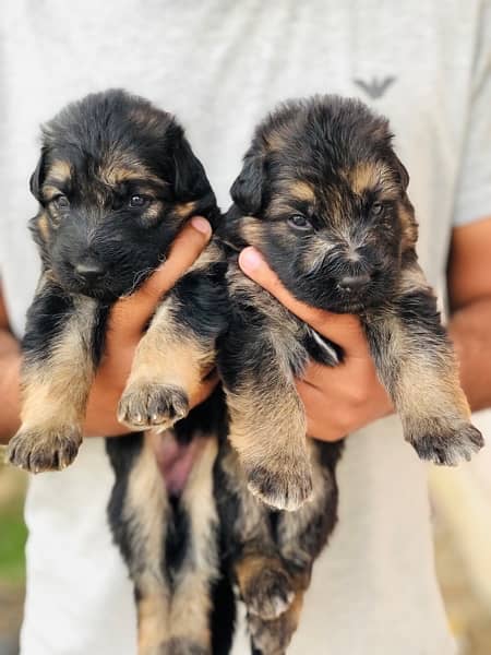 German shepherd puppies long court available for sale 5