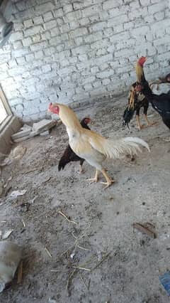 white paper aseel murga and 2 hens . 1 other murga. whats no 03125587171