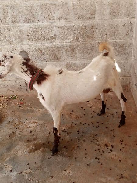 bakra for sale 0