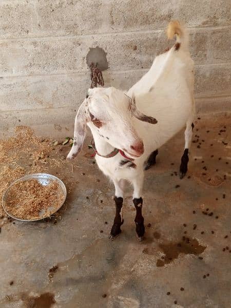 bakra for sale 3