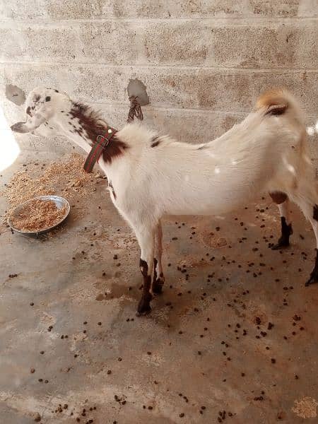 bakra for sale 4