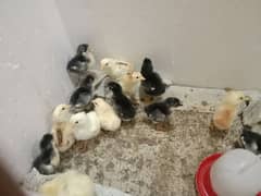 Austrolop, misri chicks available for sale