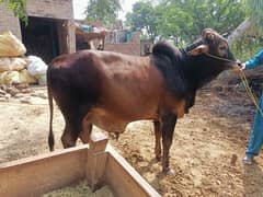 best Qurbaani bull