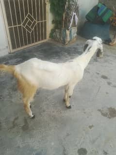 2 she goat for sale age 1.4 year whats app ph no 03465500972 and