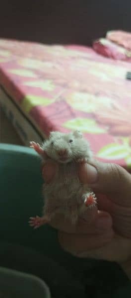 taddy Bear hamster Adult and babies are up for sale 0