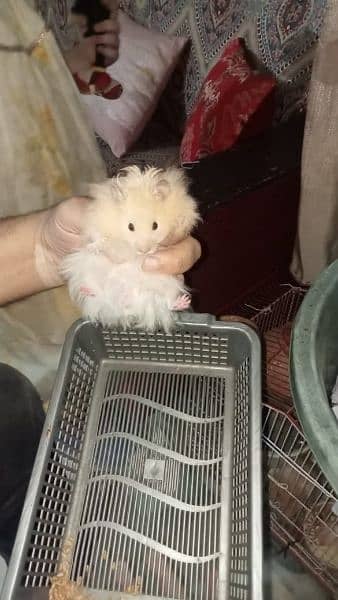 taddy Bear hamster Adult and babies are up for sale 3