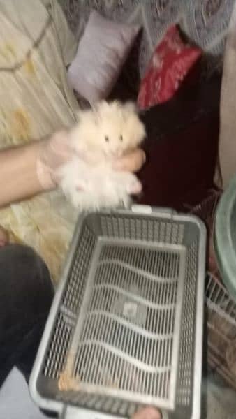 taddy Bear hamster Adult and babies are up for sale 4