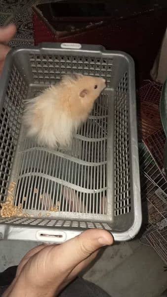 taddy Bear hamster Adult and babies are up for sale 5