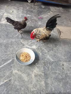 healthy and beautiful hen pair for sale