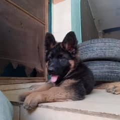 German shepherd pedigree puppy Available here
