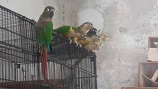 Pine Apple Conure Yellow SIded Conure Green Cheek Conure Birds 0