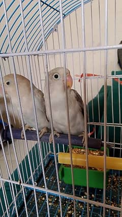 Fisher parrot for sale