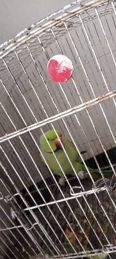 bolna Wala parrot