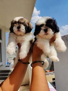 Shitzu puppies are available for sale pedigree