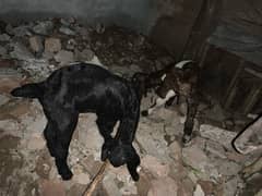 goats milk al rasheed goats home