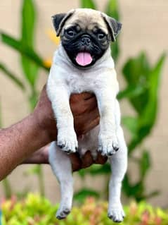 Pug puppies are available for sale pedigree puppies
