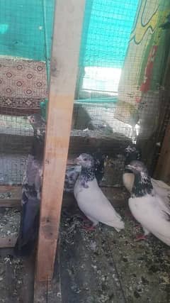 1100RS Per piece for sale male female mix