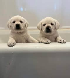 Labrador puppies are available for sale pedigree