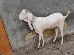 Gulabi Goat