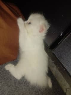 3 male kittens available