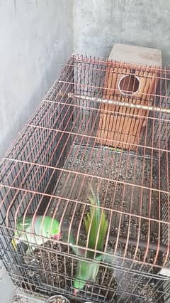 Alexandrine parakeet pair