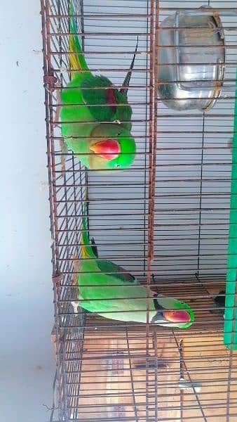 pair for sale breader pair 0