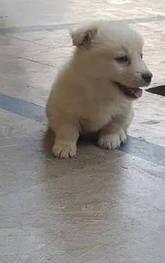 high Russian breed puppy for sale agr ap entrusted hain to call kr
